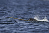 What’s with the Horn?  New Studies in Narwhal Behavior