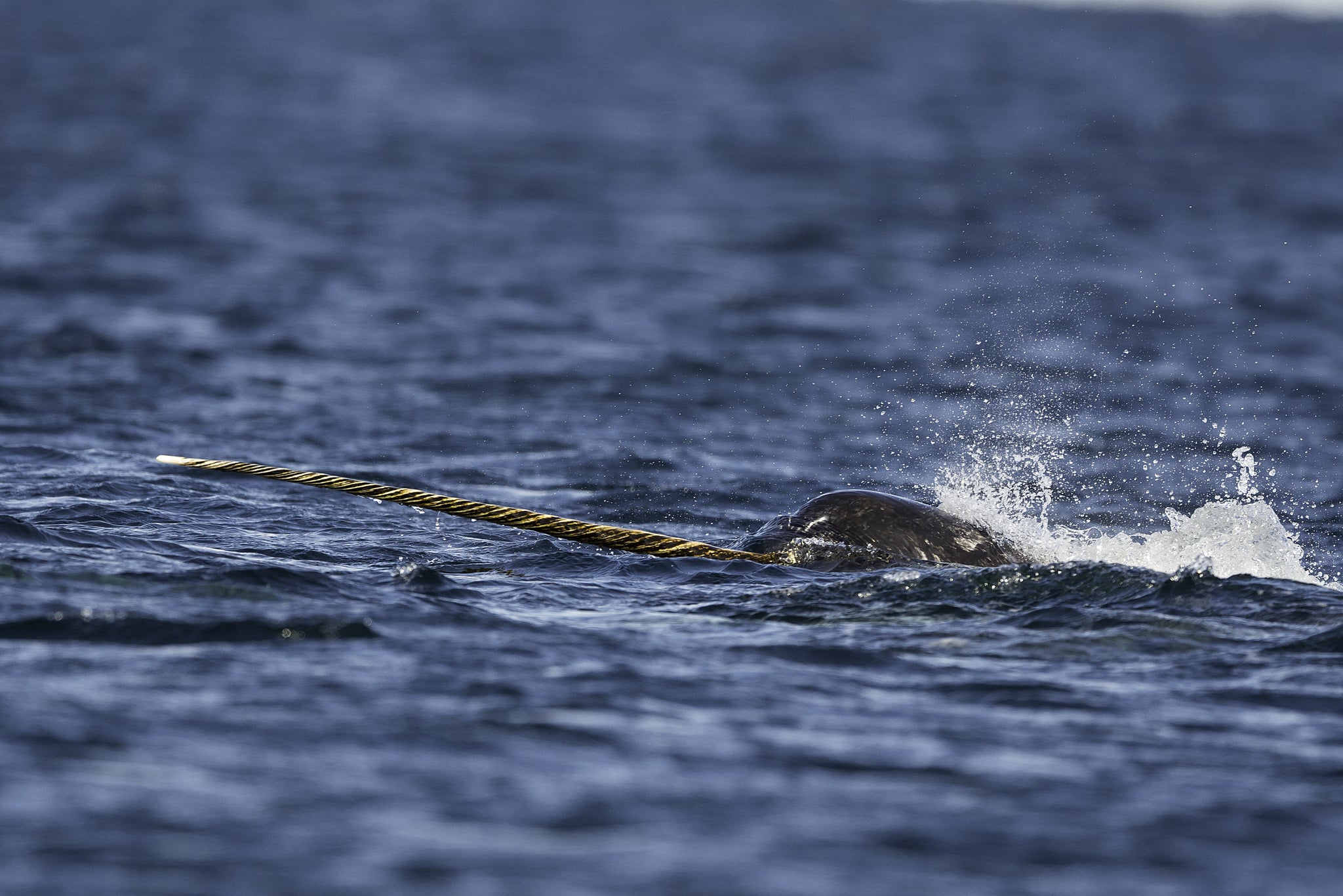 What’s with the Horn?  New Studies in Narwhal Behavior