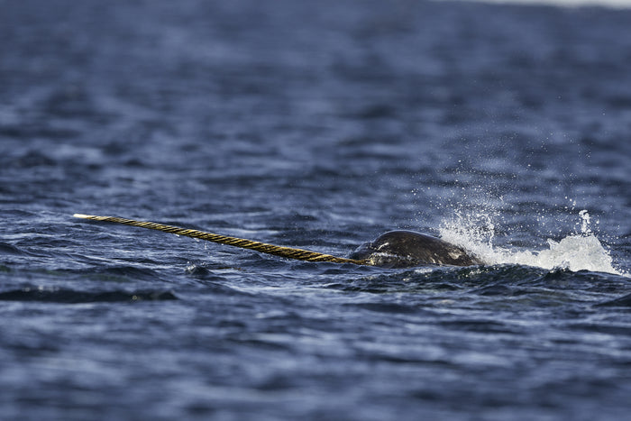 What’s with the Horn?  New Studies in Narwhal Behavior