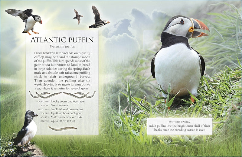 The Little Book of Ocean Animal Sounds