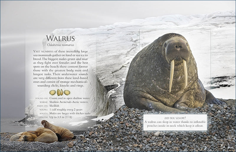 The Little Book of Ocean Animal Sounds