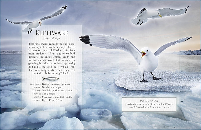 The Little Book of Ocean Animal Sounds