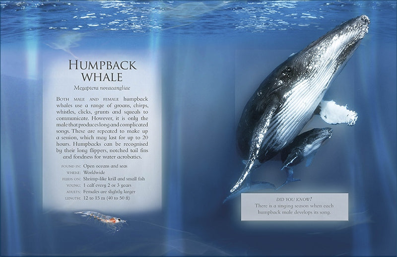 The Little Book of Ocean Animal Sounds